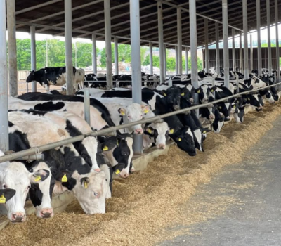 Halal Beef export Pakistan — whole carcass primal cuts offal