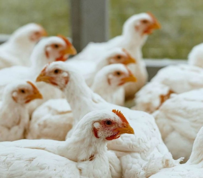 Halal Chicken export Pakistan — WOG portions MDM frozen