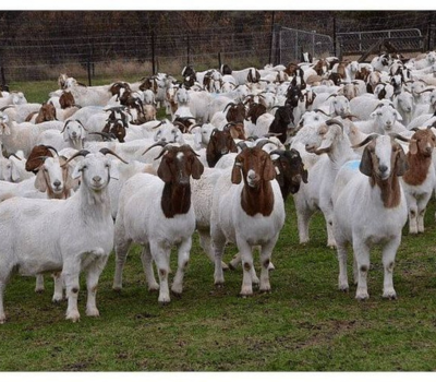 Halal Lamb Mutton export Pakistan — whole cuts primal GCC EU